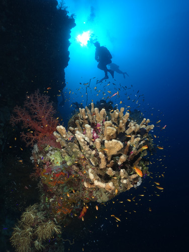 Red Sea 2025 Diving Picture