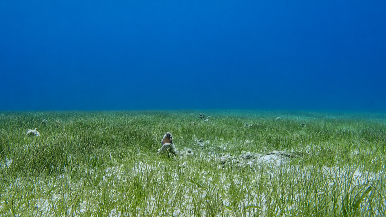 Belize Seagrass Hero Image